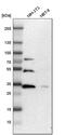 Zinc Finger Protein 146 antibody, PA5-51908, Invitrogen Antibodies, Western Blot image 