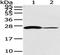 CD79a antibody, TA351934, Origene, Western Blot image 