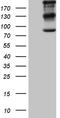 Ras GTPase-activating-like protein IQGAP1 antibody, CF809894, Origene, Western Blot image 