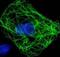 HA tag antibody, GTX29110, GeneTex, Immunofluorescence image 