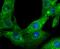 Gelsolin antibody, NBP2-75503, Novus Biologicals, Immunofluorescence image 