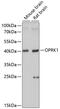 Kappa-type opioid receptor antibody, 15-333, ProSci, Western Blot image 