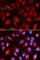 Minichromosome Maintenance Complex Component 5 antibody, A5556, ABclonal Technology, Immunofluorescence image 