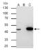 Flap endonuclease 1 antibody, GTX101777, GeneTex, Immunoprecipitation image 