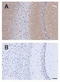 Adhesion G Protein-Coupled Receptor B1 antibody, TA309583, Origene, Immunohistochemistry frozen image 