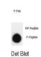 Synaptosome Associated Protein 25 antibody, abx028476, Abbexa, Dot Blot image 