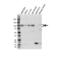 Amyloid beta A4 precursor protein-binding family B member 1 antibody, VPA00349, Bio-Rad (formerly AbD Serotec) , Western Blot image 