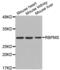 RNA Binding Protein, MRNA Processing Factor antibody, abx003350, Abbexa, Western Blot image 