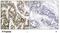 Nuclear Factor Kappa B Subunit 1 antibody, NB100-82074, Novus Biologicals, Immunohistochemistry frozen image 