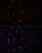 Hypocretin Receptor 1 antibody, 15-697, ProSci, Immunofluorescence image 