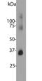 Rhodopsin antibody, MBS415194, MyBioSource, Western Blot image 