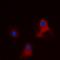 Eukaryotic Translation Initiation Factor 3 Subunit L antibody, orb376154, Biorbyt, Immunofluorescence image 