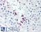 PRAC1 Small Nuclear Protein antibody, LS-B298, Lifespan Biosciences, Immunohistochemistry frozen image 