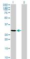 Tetraspanin 17 antibody, H00026262-B01P, Novus Biologicals, Western Blot image 