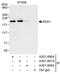 Early Endosome Antigen 1 antibody, A301-897A, Bethyl Labs, Immunoprecipitation image 