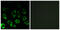 Membrane Bound Transcription Factor Peptidase, Site 2 antibody, abx014578, Abbexa, Immunocytochemistry image 