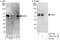 NGFI-A Binding Protein 2 antibody, A303-114A, Bethyl Labs, Western Blot image 