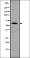 Small conductance calcium-activated potassium channel protein 1 antibody, orb335072, Biorbyt, Western Blot image 