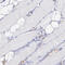 Fitzgerald factor antibody, HPA001645, Atlas Antibodies, Immunohistochemistry paraffin image 