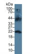 Lipocalin 12 antibody, LS-C299949, Lifespan Biosciences, Western Blot image 