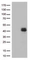 Cellular Communication Network Factor 2 antibody, LS-C793969, Lifespan Biosciences, Western Blot image 