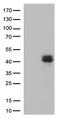 IBP-8 antibody, LS-C793969, Lifespan Biosciences, Western Blot image 