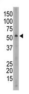 SIGLEC6 antibody, AP11629PU-N, Origene, Western Blot image 