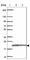 Mitochondrial Ribosomal Protein L13 antibody, HPA060899, Atlas Antibodies, Western Blot image 