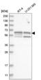 SHC Adaptor Protein 3 antibody, NBP2-58795, Novus Biologicals, Western Blot image 