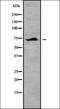 RRN3 Homolog, RNA Polymerase I Transcription Factor antibody, orb337540, Biorbyt, Western Blot image 