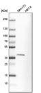 Microtubule Associated Protein RP/EB Family Member 2 antibody, HPA016739, Atlas Antibodies, Western Blot image 