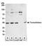 Transaldolase 1 antibody, A304-325A, Bethyl Labs, Western Blot image 