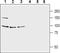 Glutamate Dehydrogenase 1 antibody, PA5-77433, Invitrogen Antibodies, Western Blot image 