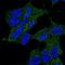 Cytoplasmic dynein 2 light intermediate chain 1 antibody, PA5-64075, Invitrogen Antibodies, Immunofluorescence image 