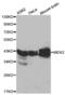 Mitogen-Activated Protein Kinase Kinase 2 antibody, abx000638, Abbexa, Western Blot image 