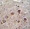 Phospholipid Phosphatase 4 antibody, LS-C163887, Lifespan Biosciences, Immunohistochemistry frozen image 