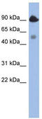 BCL2 Like 13 antibody, TA330332, Origene, Western Blot image 