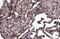 MutS Homolog 3 antibody, NBP2-19417, Novus Biologicals, Immunohistochemistry paraffin image 