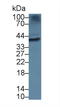 Torsin Family 1 Member B antibody, LS-C727759, Lifespan Biosciences, Western Blot image 