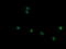 Tripartite Motif Containing 45 antibody, M11409-1, Boster Biological Technology, Immunofluorescence image 