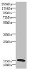 Growth Arrest And DNA Damage Inducible Gamma antibody, LS-C675789, Lifespan Biosciences, Western Blot image 