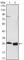 Apolipoprotein A1 antibody, abx010413, Abbexa, Western Blot image 