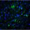 Lysine Demethylase 1A antibody, LS-B3799, Lifespan Biosciences, Immunofluorescence image 