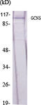 Histone acetyltransferase KAT2A antibody, STJ93240, St John