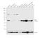 Glycerol-3-Phosphate Dehydrogenase 1 antibody, PA5-27971, Invitrogen Antibodies, Western Blot image 