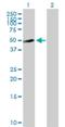 Spermatogenesis Associated 6 Like antibody, H00055064-B01P, Novus Biologicals, Western Blot image 