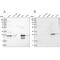 Grancalcin antibody, NBP1-89786, Novus Biologicals, Western Blot image 