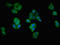 HIF-2-alpha antibody, LS-C675045, Lifespan Biosciences, Immunofluorescence image 