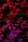O-Sialoglycoprotein Endopeptidase Like 1 antibody, A8022, ABclonal Technology, Immunofluorescence image 