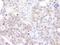 Coilin antibody, A303-760A, Bethyl Labs, Immunohistochemistry paraffin image 